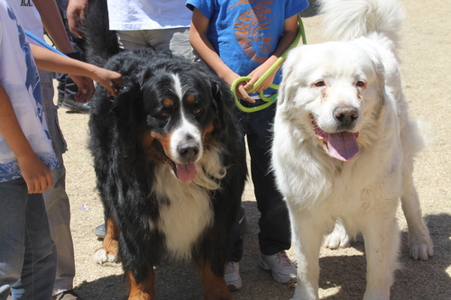 Competencia canina muestra gracia y educación en distintas categorías