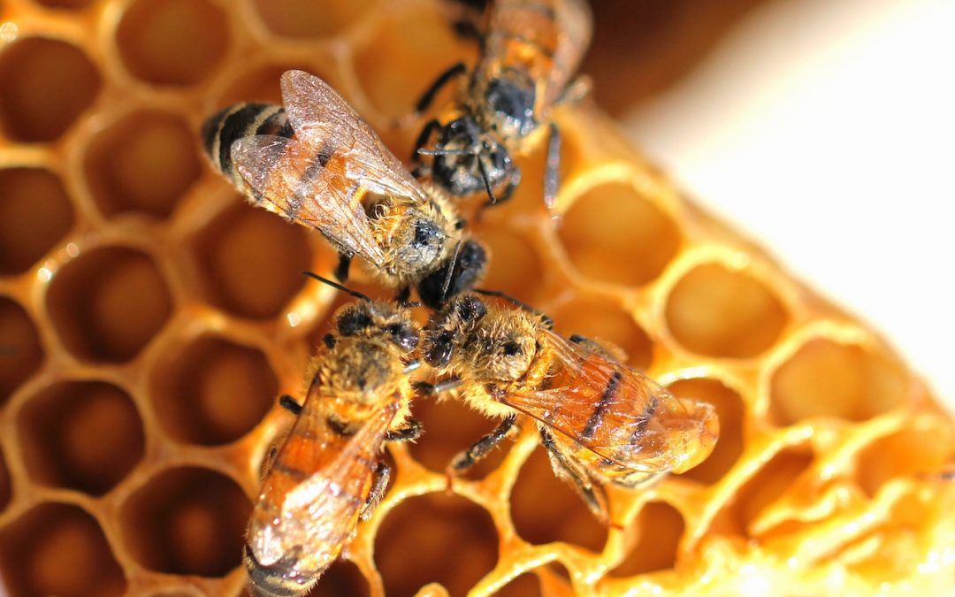 FES Cuautitlán recomienda consumo de propóleo contra COVID-19